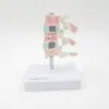 Esqueleto Humano, Modelo de Turning de Osteoporosis, Modelo de Anatomía de Columna Vertebral y Columna Cervical, Modelo de Articulaciones, Modelo de Esqueleto