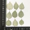 Folhas de Râmia, Folhas de Cânhamo Jade, Flores Secas de Plantas Naturais, Porta-Retratos, Adesivos Decorativos, Flores em Relevo, Pingentes de Joias DIY, Em Relevo