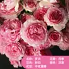 Suco Varanda Roseiral Planta em Vaso com Botões e Mudas Florescendo em Todas as Estações Mudas de Rosas Rosa Pilha Velha Florais