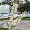 Nueva simulación flor campanilla delphinium comercio exterior 2 horquillas flor Qianxun guía de camino de boda decoración de techo flor artificial venta al por mayor
