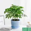 La Planta en Maceta Árbol de la Felicidad es Fácil de Mantener en la Oficina, una Planta Verde para Escritorios que es de Hoja Perenne Todo el Año, Purifica el Aire y Absorbe Formaldehído