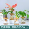 Plantas Hidropónicas Favoritas de los Agricultores Bonsái de Escritorio Plantas Verdes Planta Roja de la Suerte Plantas Pequeñas en Maceta Escritorio de Oficina Plantas Verdes Pequeñas Fáciles de Cuidar