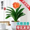 Dropshipping Clivia Plántulas en Maceta con Capullos Plantas de Flor Interior Tesoro Nacional Gigante Caro