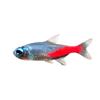Pez linterna de diamante Vivo Pez linterna pequeño Pez de agua dulce Acuario Natación en cardumen Peces ornamentales tropicales Mercado de pescado de Shanghái Al por mayor Rojo Diamante