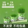 Maceta de hierba gatera fácil de plantar para perezosos, semillas de hierba gatera germinan rápido, maceta hidropónica para snacks y hierba gatera para gatos
