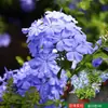 Planta Verde em Vaso Floco de Neve Azul Mudas Grandes Mudas de Flores com Botões de Flor Planta de Floração Multi-Estação Forma de Pirulito Planta Trepadeira de Caule Antigo para Uso Interno e Externo