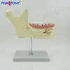Modelo de Anatomia Mandibular Humana Médica Coluna Nervosa Torreira Modelo Dentário Auxílios de Ensino de Anatomia Oral Dental