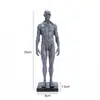 Modelo de Estructura Anatómica Muscular y Ósea Humana Artístico, Pintura, Arte, Escultura, Modelo de Referencia de Enseñanza CG 30 cm