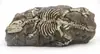 Trilobite paleobiológico, fósil auténtico, caja decorativa para reptiles, paisaje desértico, tabú, melena húmeda, adornos de reptil león
