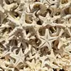 Estudando Conchas, Búzios, Estrelas-do-mar, Ímãs de Geladeira Magnéticos, Artesanato, Enfeites Criativos de Desenho Animado, Decorações para Casa