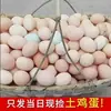 40 Ovos de Galinha Caipira Criados em Fazenda, Ovos Naturais Frescos Autênticos, Nutritivos com Cordyceps, Grau Comercial