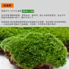 Musgo Fresco Musgo Micro Paisaje Botella Ecológica Rocalla Blanca Planta en Maceta Planta Mini Creativa Material DIY Tanque de Agua y Tierra