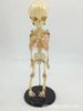 Modelo de calavera de bebé modelo de esqueleto de bebé esqueleto infantil modelo de hueso humano boceto enseñanza del cuerpo humano