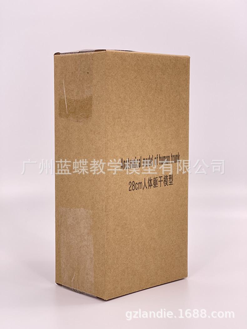 26cm躯干_19
