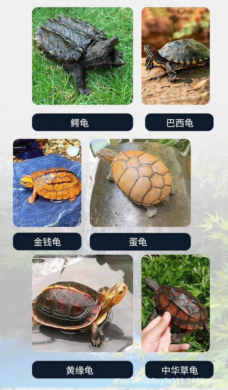乌龟缸_03.png