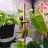 Acompañante para el Crecimiento de Plantas Hidropónicas, Soporte de Rama, Decoración de Escritorio, Figura de Forma Fija, Soporte para Plantas Hidropónicas