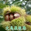 Uma muda de castanha para entrega, extra grande, plantada no norte e sul, Dahongpao, e frutificando no mesmo ano, plantada em Qianxi, castanheiras enxertadas