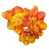 Bulbos de Alyssum Importados, Fresias de Doble Floración, Florecen en Todas las Estaciones y Son Buenas para Alimentar Florales Ornamentales, Florales en Maceta y Semillas de Plantas