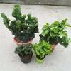 Plantas Verdes Imortais em Vasos Jade Colorido Unicórnio Selo de Unicórnio Suculenta Quilha Brasileira Wanzhongshan Interior Escritório