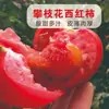 Tomates Frescos Colhidos de Panzhihua, Sichuan, Adequados para Comer Crus, Cultivados Naturalmente em Solo Aberto, Caixa Inteira de Tomates da Estação