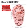 Modelo de Oreja Multi-Punto Pvc Grabado Modelo de Puntos de Masaje de Acupuntura Auricular Modelo de Oreja Grande Modelo de Cuerpo Humano