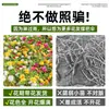 Mudas de Onze-horas de pétalas duplas, raízes perenes, ramos com raízes e botões florais, plantas em vaso, fáceis de cultivar em ambientes internos e externos, flores em todas as estações, plantas verdes, florindo