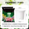 Bulbos de Lírio de Outono de Floração Dupla, Mudas de Flores de Floração Simples, Lírios Perfumados Comprados Diretamente da Holanda, Canhão de Ferro, Plantas de Vaso para Iniciantes do Pátio Karie