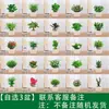 Las plantas en maceta son fáciles de cuidar en las salas de estar interiores.; plantas verdes hidropónicas, bonsáis creativos, plantas de la suerte, plantas pequeñas en maceta y árboles de la fortuna son todas excelentes opciones
