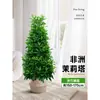 Jasmim Africano Planta Verde de Interior Jasmim Cabeça de Tigre em Vaso Grande Além de Formaldeído Casa Nova Casa Casa Presente de Inauguração Casa Nova Flor Real
