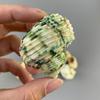 Caracol Verde Amarelado Natural Salamandra Boca de Prata Caracol Caranguejo Eremita Concha de Substituição Profissional Concha de Concha Paisagem de Aquário Concha de Concha