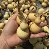 2026 Calabaza Cabeza de Dragón Calabaza Pequeña Enrollada a Mano Hierba Americana Calabaza Pequeña Dorada Venta al por Mayor y al por Menor Calabaza de Boca Abierta