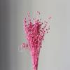 Flor seca frijol rico frijol enamorado flor eterna fábrica mayoreo rojo dorado frijol rojo lino frijol carambola ramo