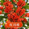 Plántula de Osmanthus en Maceta Osmanthus Dorado Osmanthus de Cuatro Estaciones Tipo Flores de Fragancia Rica Interior Exterior Patio Balcón Siembra en Suelo Fácil de Cultivar Plantas Verdes
