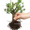 Plántulas de Rosa en Maceta Raíces de Flor de Rosa Plantas Verdes de Flor Grande Balcón Interior Patio Fácil de Vivir Raíces Viejas Plántulas de Rosa Fragantes