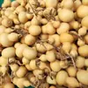 Calabazas pequeñas naturales, calabazas retorcidas a mano para apreciación cultural, calabazas pequeñas para manipular, venta al por mayor de artesanías de calabaza
