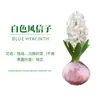 Set de Bulbos de Semilla Hidropónica de Jacinto Plantas de Cultivo en Agua para Interiores Florales de Floración Cuatro Estaciones Semillas de Flores en Maceta para Cultivo en Tierra Narciso