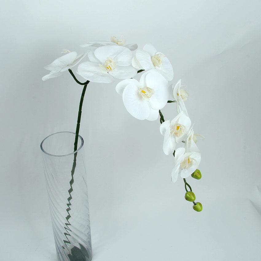 胶片蝴蝶兰 主图10.jpg