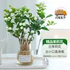 Jasmim em Vaso Quatro Estações Perene Hidropônico com Botões, Flores, Florais e Plantas Verdes, Fácil de Manter em Escritórios Internos