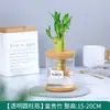 Plantas Hidropónicas Favoritas de los Agricultores Bonsái de Escritorio Plantas Verdes Planta Roja de la Suerte Plantas Pequeñas en Maceta Escritorio de Oficina Plantas Verdes Pequeñas Fáciles de Cuidar