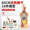 Modelo Anatómico del Sistema de Órganos Humanos de 85 cm Anatomía Médica Torso Asexual Estructura de Órganos Internos 20 Piezas