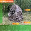 Altavoces de césped para exteriores, impermeables, para parques, jardines, césped, piedra, simulación de animales, rocalla, jardín.