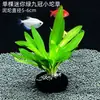Anubias Tronco Decoração de Aquário Paisagismo Plantas Aquáticas Especiais Pessoa Preguiçosa Grama Real Fácil de Cuidar Enfeites Iniciante Purificação da Água