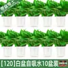 180 Rábano Verde Rábano Verde Hidropónico Interior Absorbe Formaldehído Planta Verde Planta Hidropónica Enredadera Larga Orquídea Araña Rábano Verde Planta en Maceta Venta al por Mayor