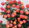 Plántulas de Flores de Rosa sin Espinas, Enredaderas Trepadoras, Plántulas de Flores de Tocón Viejo de Cuatro Estaciones, Plantas de Rosas Trepadoras, Plantas de Maceta para Jardín, Resistentes al Frío y al Calor