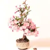 Begônia Japonesa Dupla Árvore em Vaso Muda Bonsai Tronco Velho Planta de Flor de Interior Nishifu Floração Quatro Estações