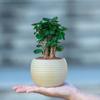 Bolsa de Dinero Fulu Tong Planta en Maceta Dinero Múltiple Planta Verde Escritorio Oficina Adorno Atractor de Fortuna Cuatro Estaciones Absorción de Formaldehído