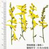 Ramificado amarelo amor-perfeito papagaio grama seca flor relevo atacado diy material planta espécime flor real folha espécime adesivo