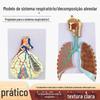 Modelo de anatomia do sistema respiratório humano anatomia pulmonar modelo de alívio do sistema respiratório modelo de anatomia de amplificação alveolar