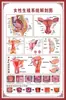 Diagrama del Esqueleto Humano, Cartel de Pared Grande, Diagrama de Órganos, Gráfico de Estructura de Órganos Internos, Gráfico de Puntos de Acupuntura, Póster del Gráfico de Anatomía Muscular Humana