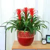 Plántulas de palma roja de la suerte en macetas grandes, adecuadas para exhibición en la sala de estar, flores y plantas hidropónicas cultivadas en casa, fáciles de cuidar en interiores y prosperan en todas las estaciones.